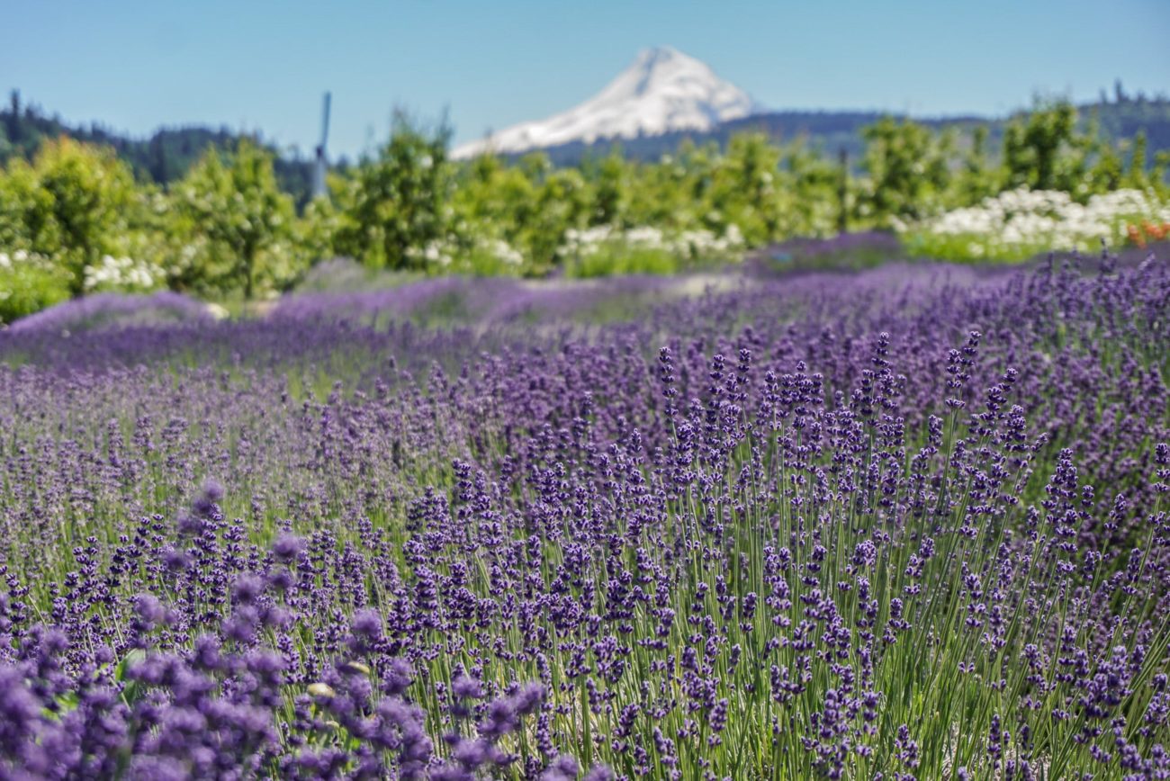 lavender farm in hood river