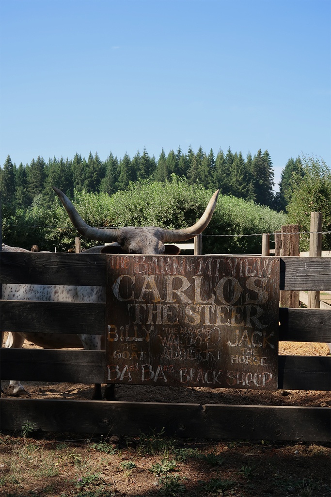 carlos the steer