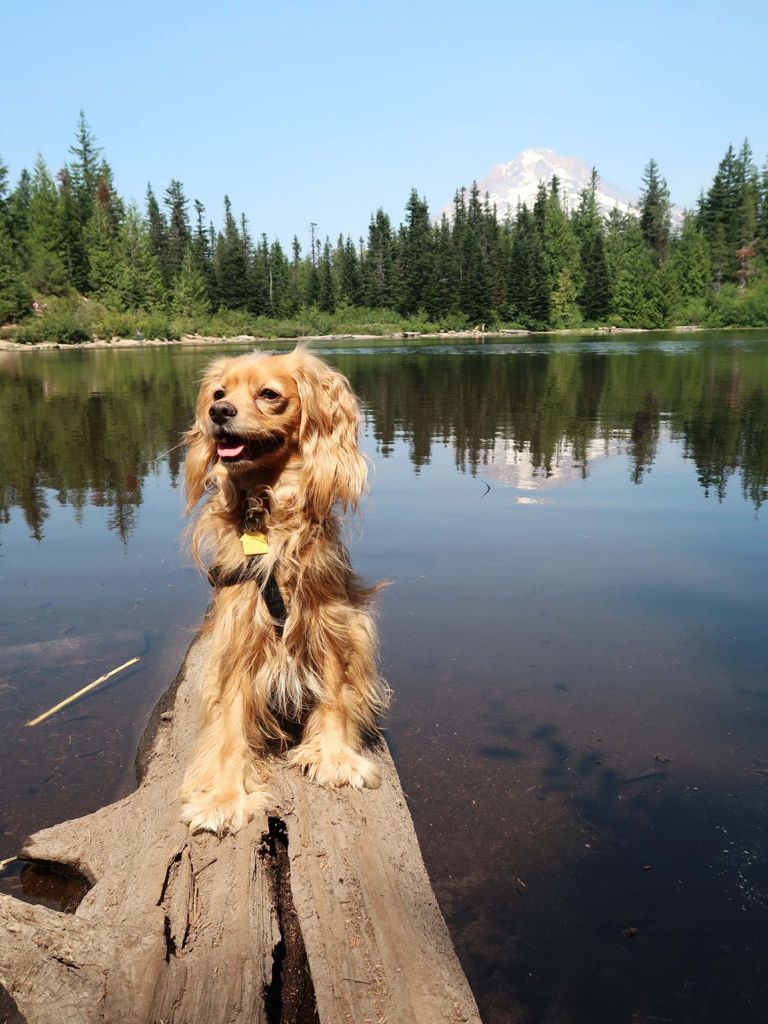 cocker spaniel in front of mirror lake