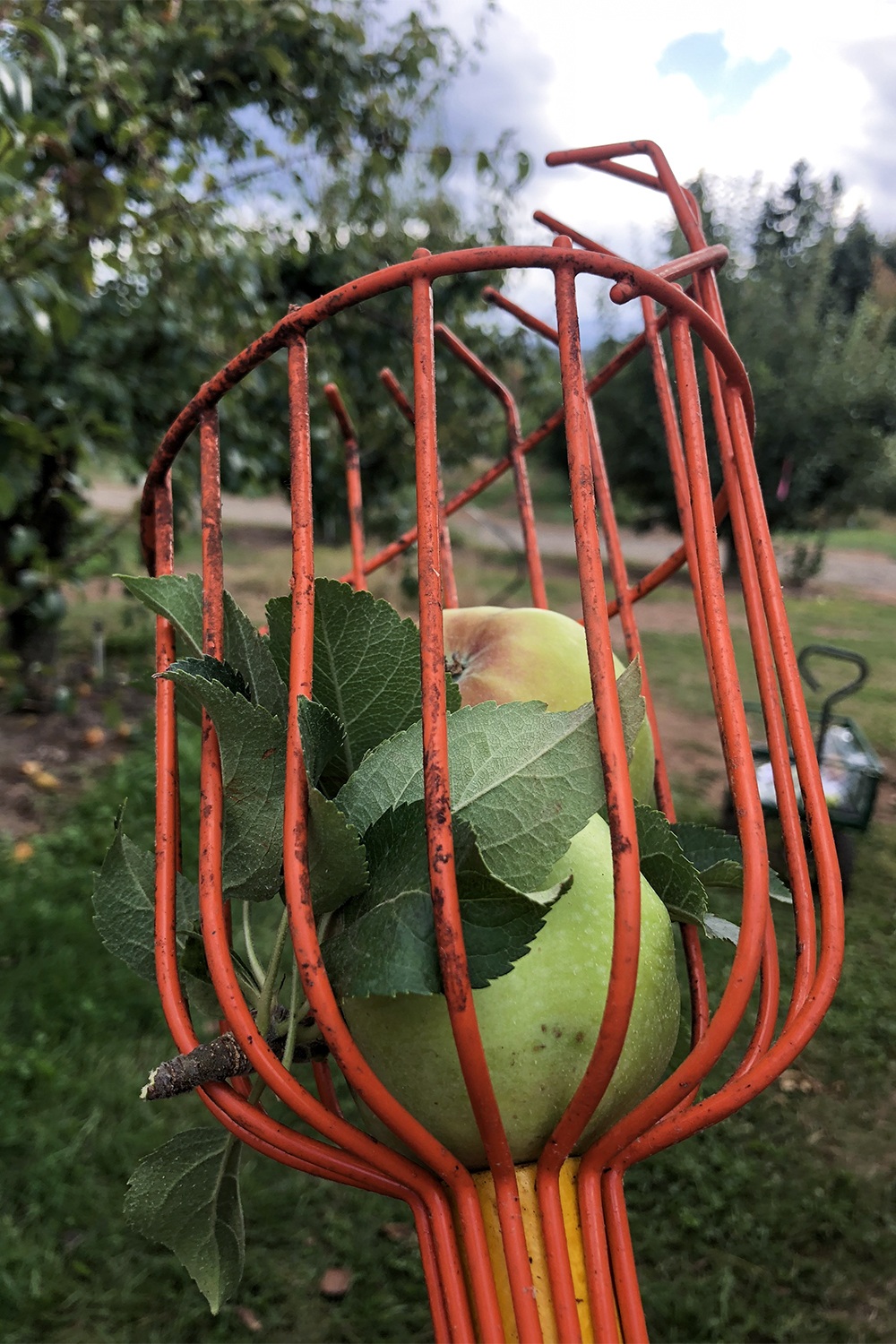 apple picker tool full of apples
