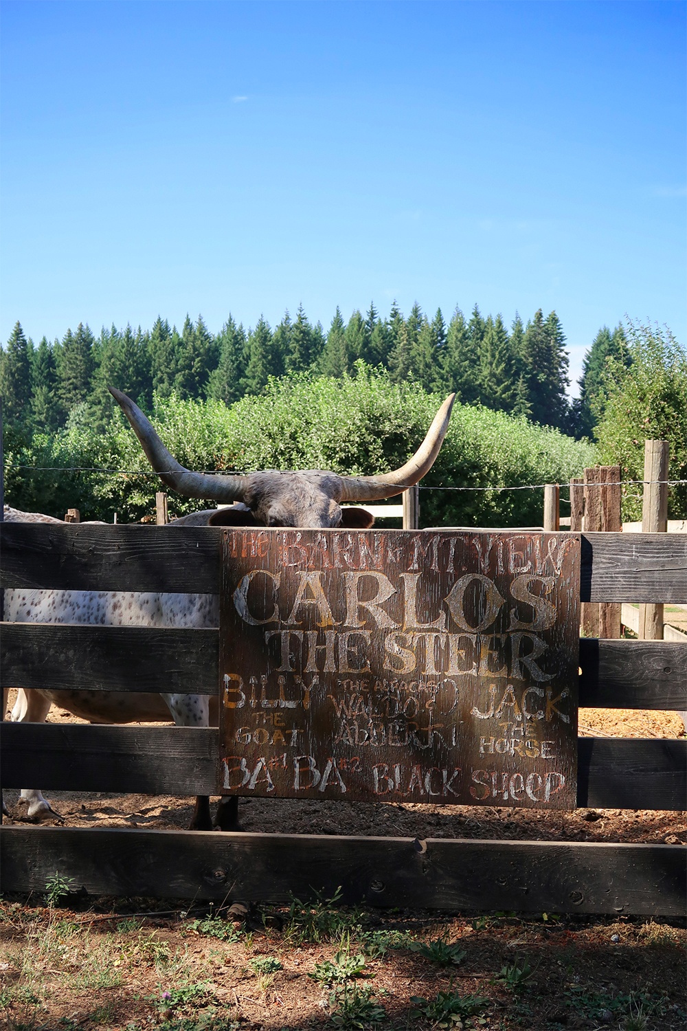 carlos the steer