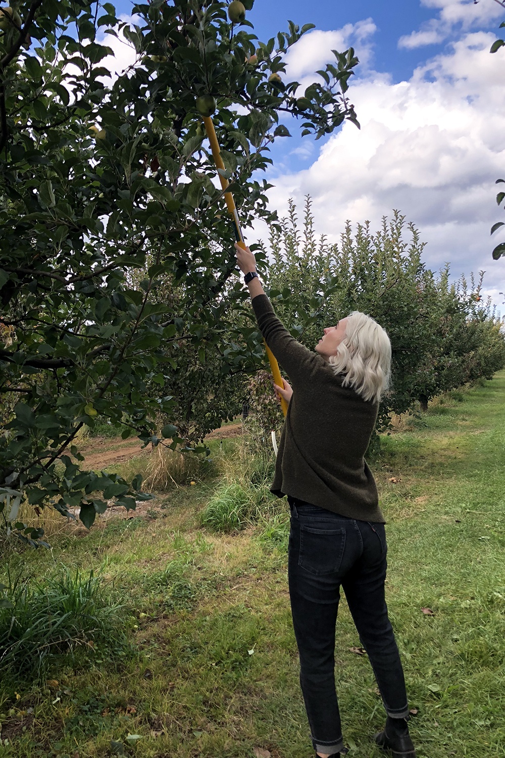 a girl picking apples