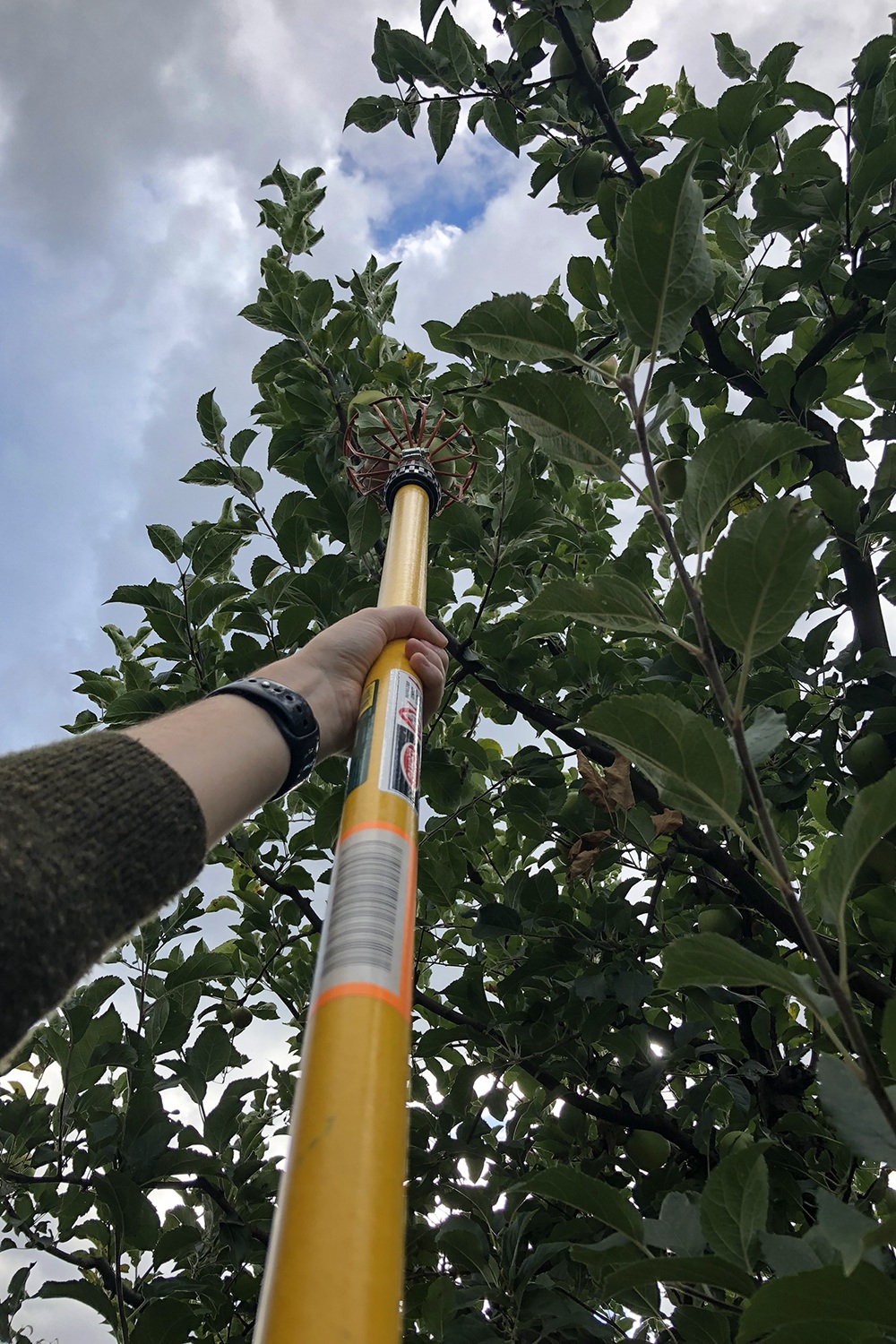 view from below of picking apples