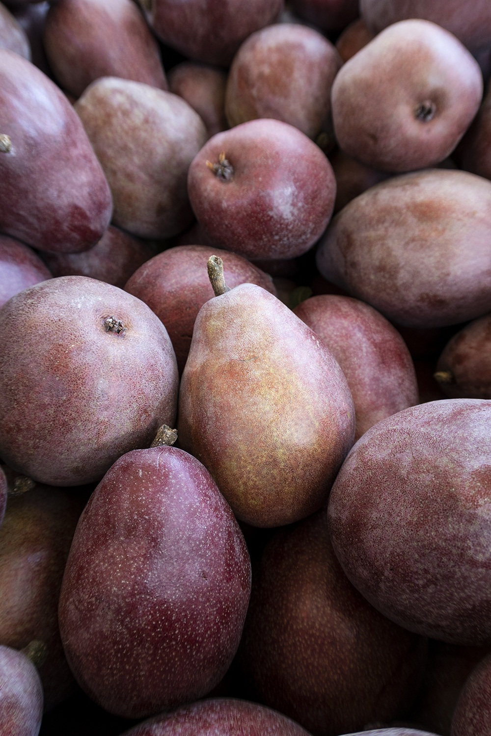 purple pears