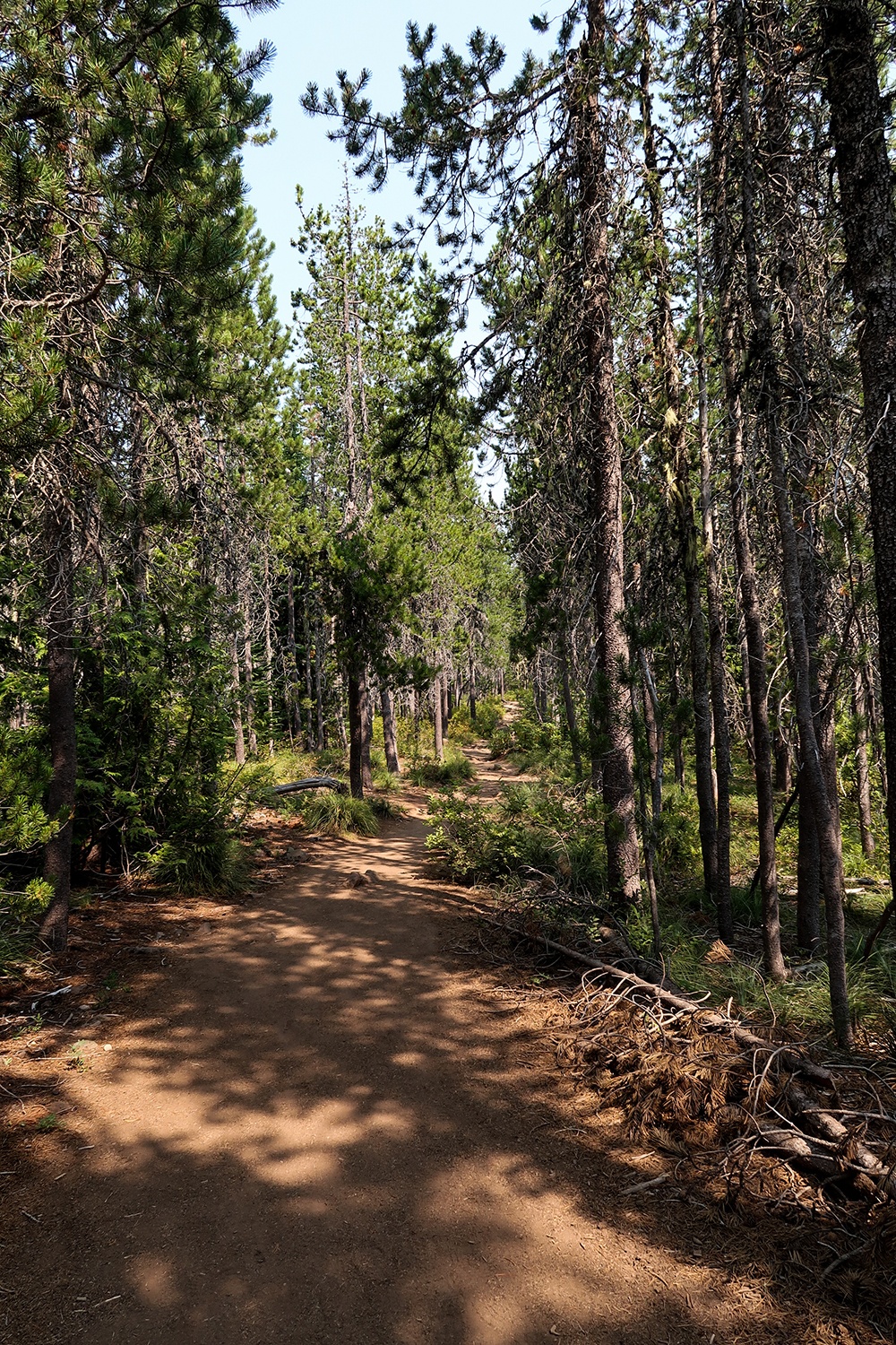 Wooded trail to Tom Dick and Harry Mountain