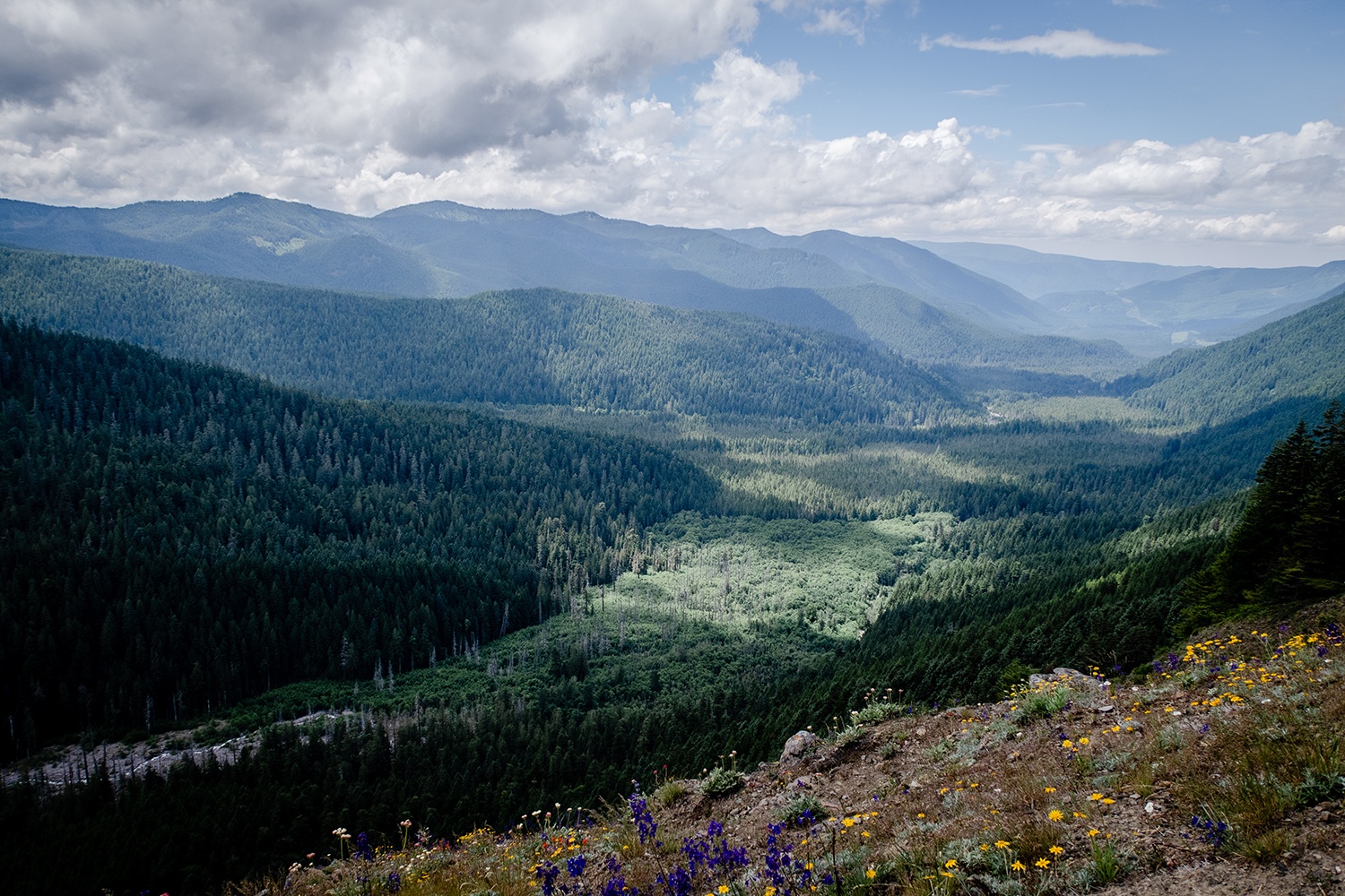 timberline trail