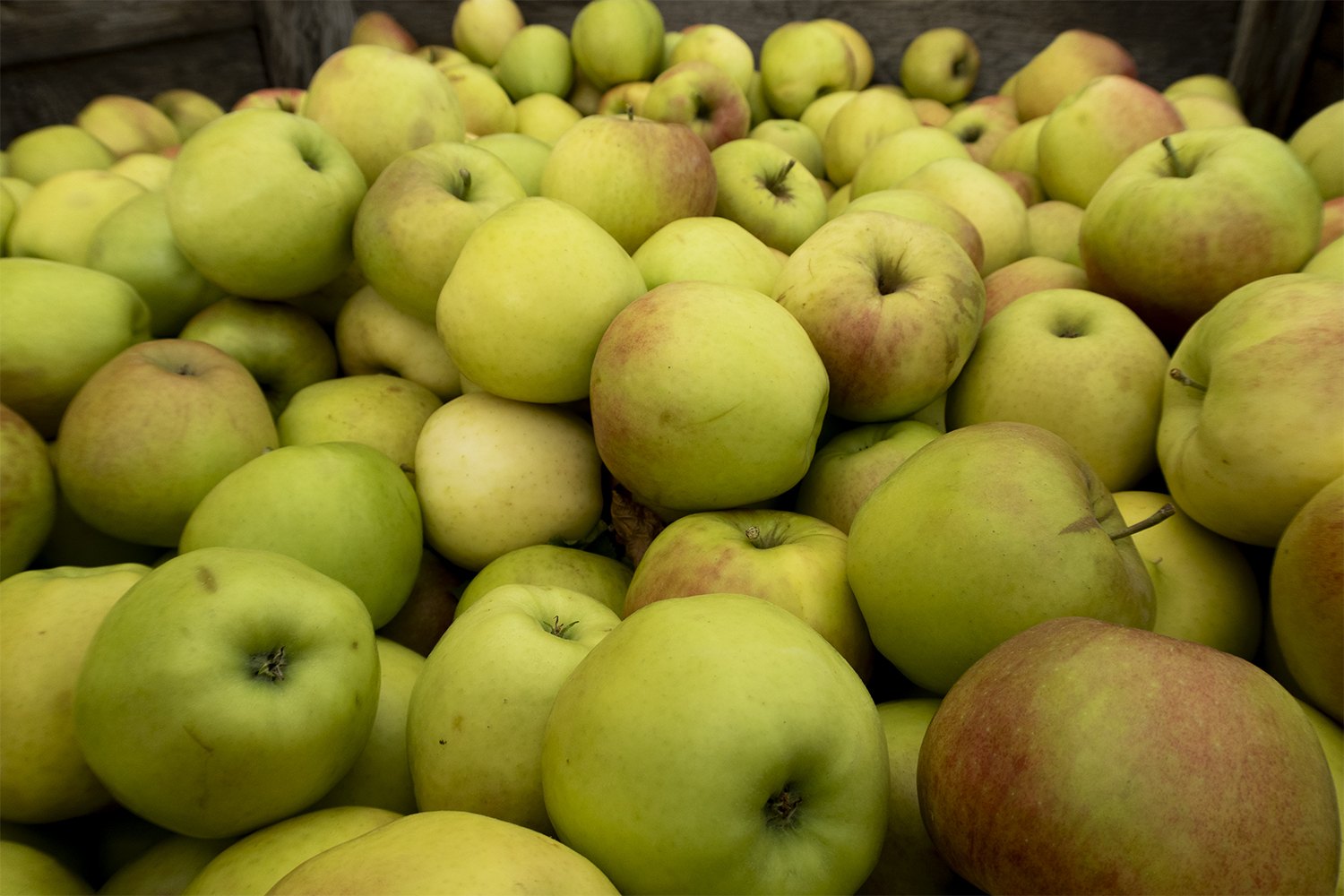 apples at family orchards