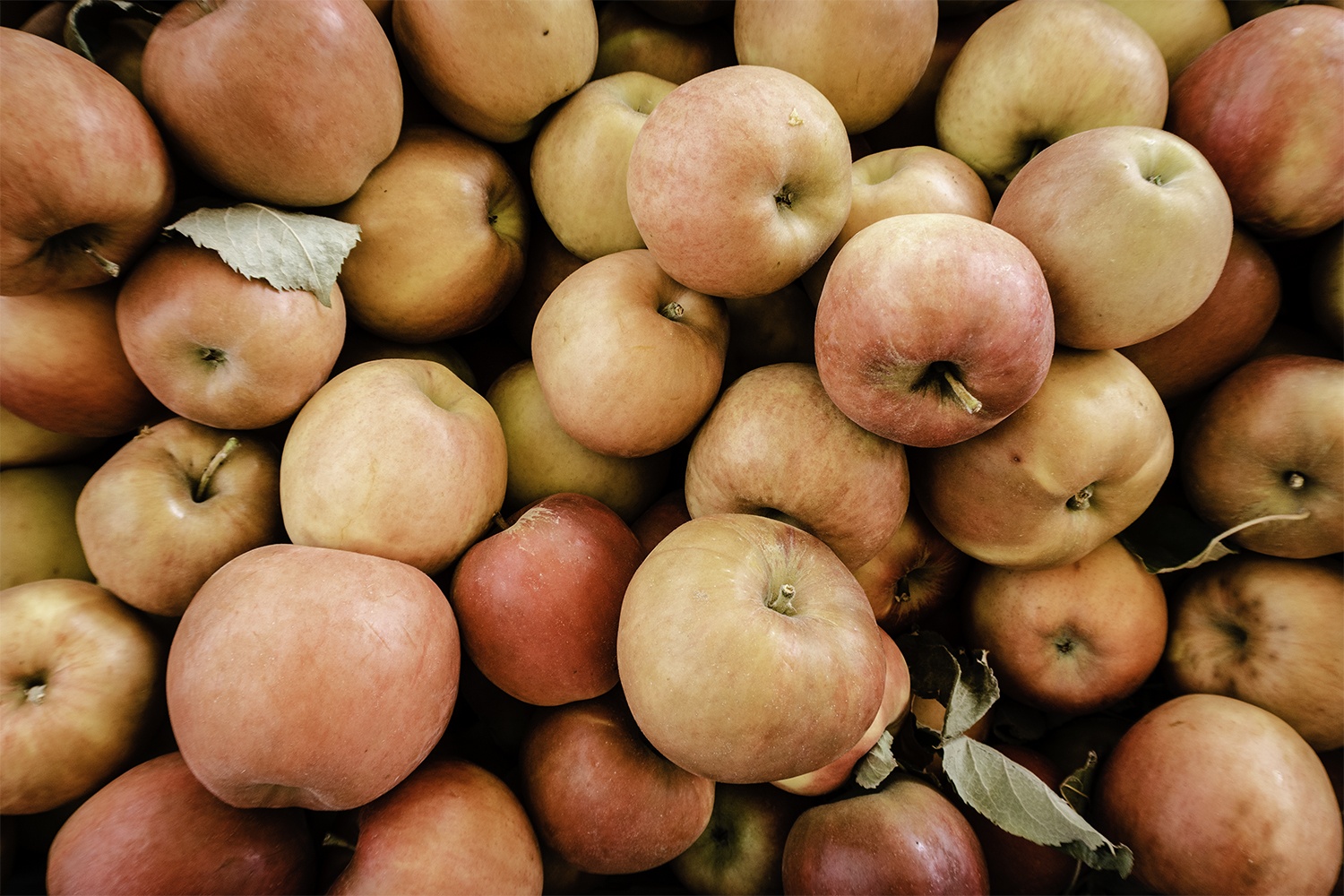 a bin of apples while apple picking in hood river