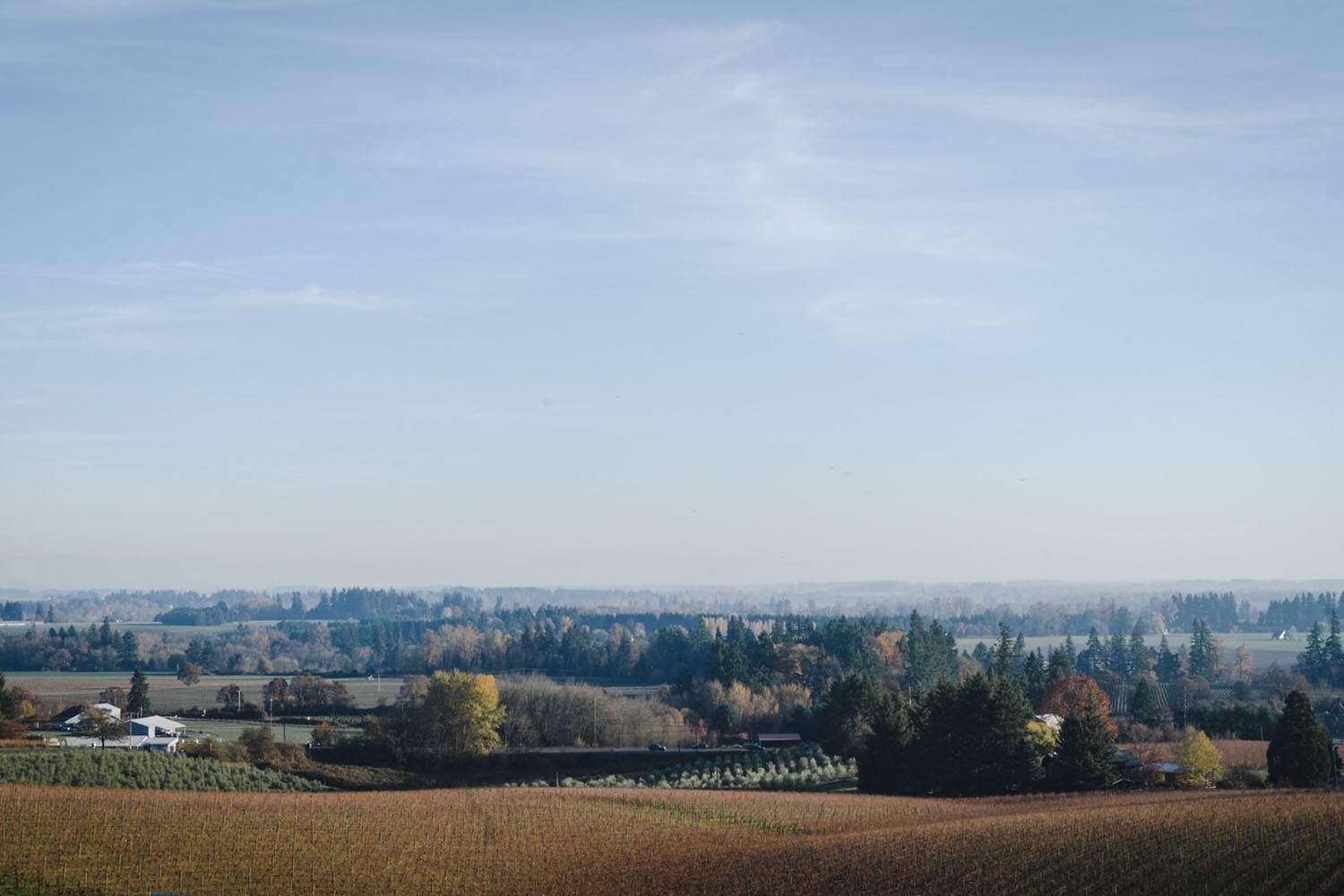 view of fall tress from sokol blosser deck