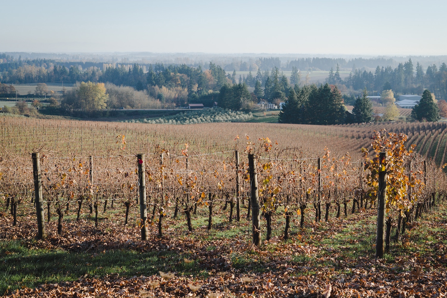 sokol blosser vineyard in the fall