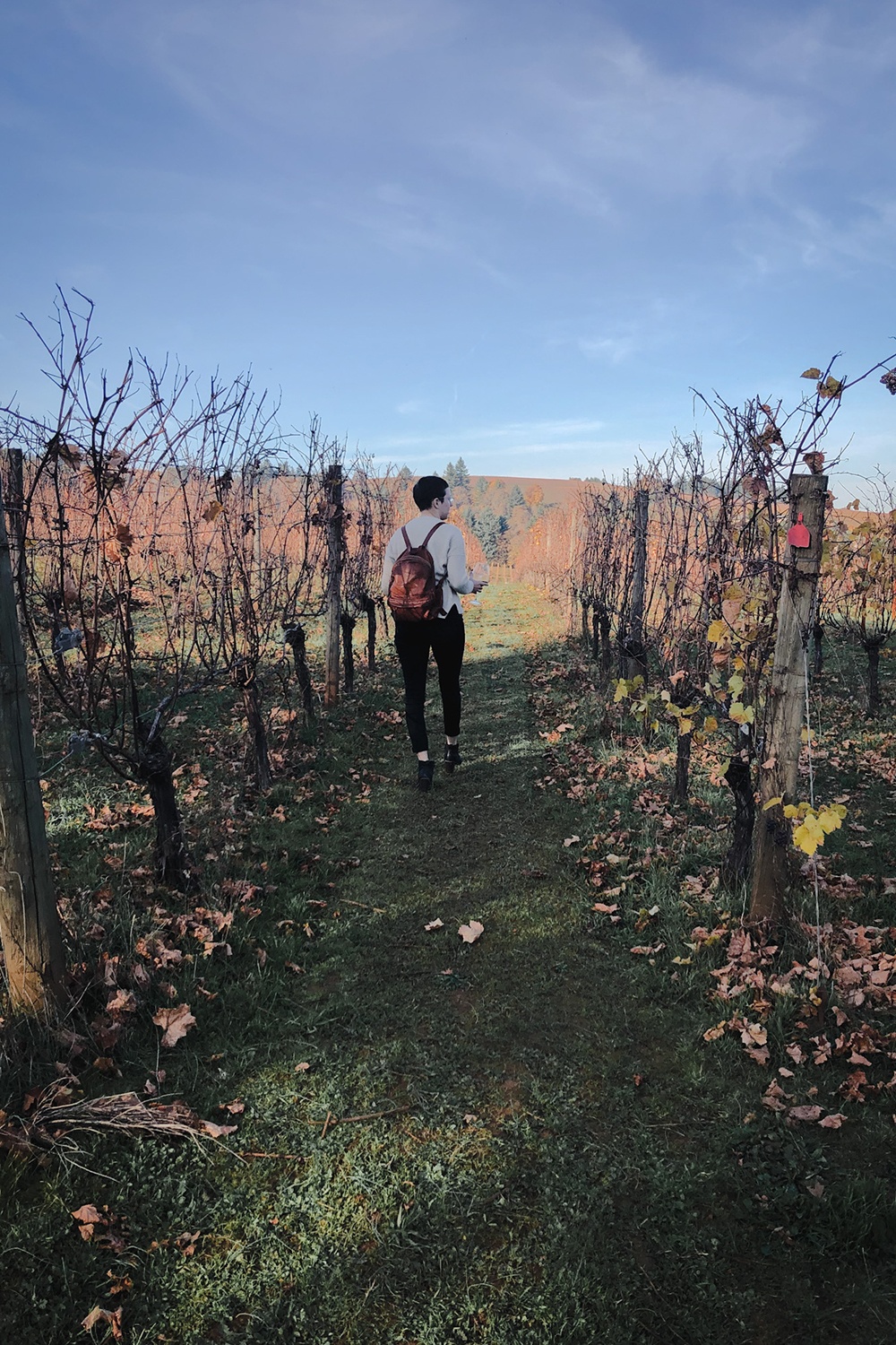 woman walking through the vineyard