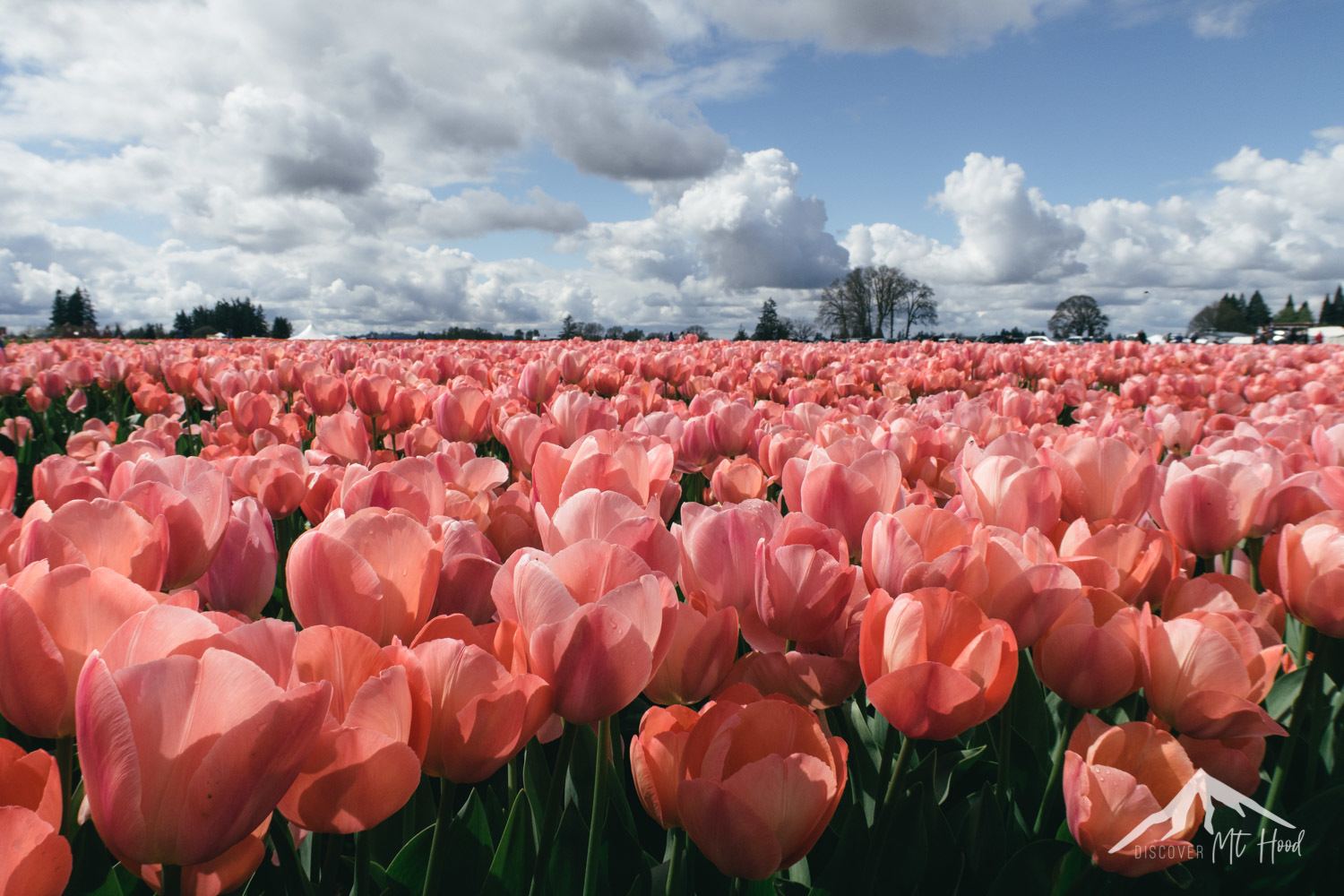 Rows of pink tulips in front of blue sky