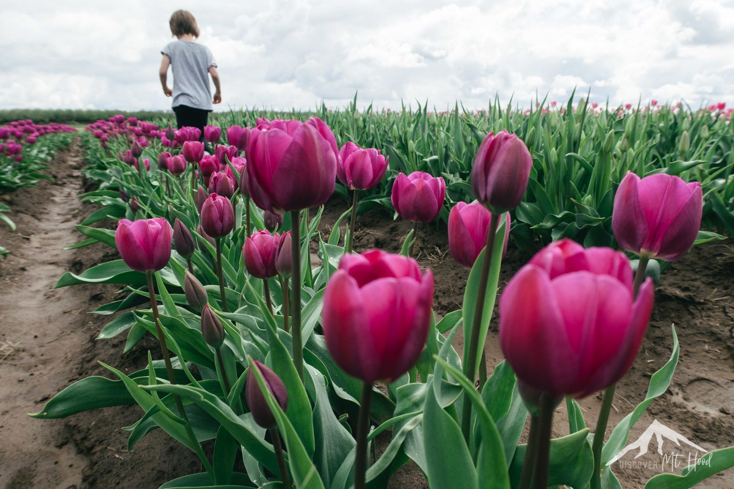 Young girl walking through tulip field