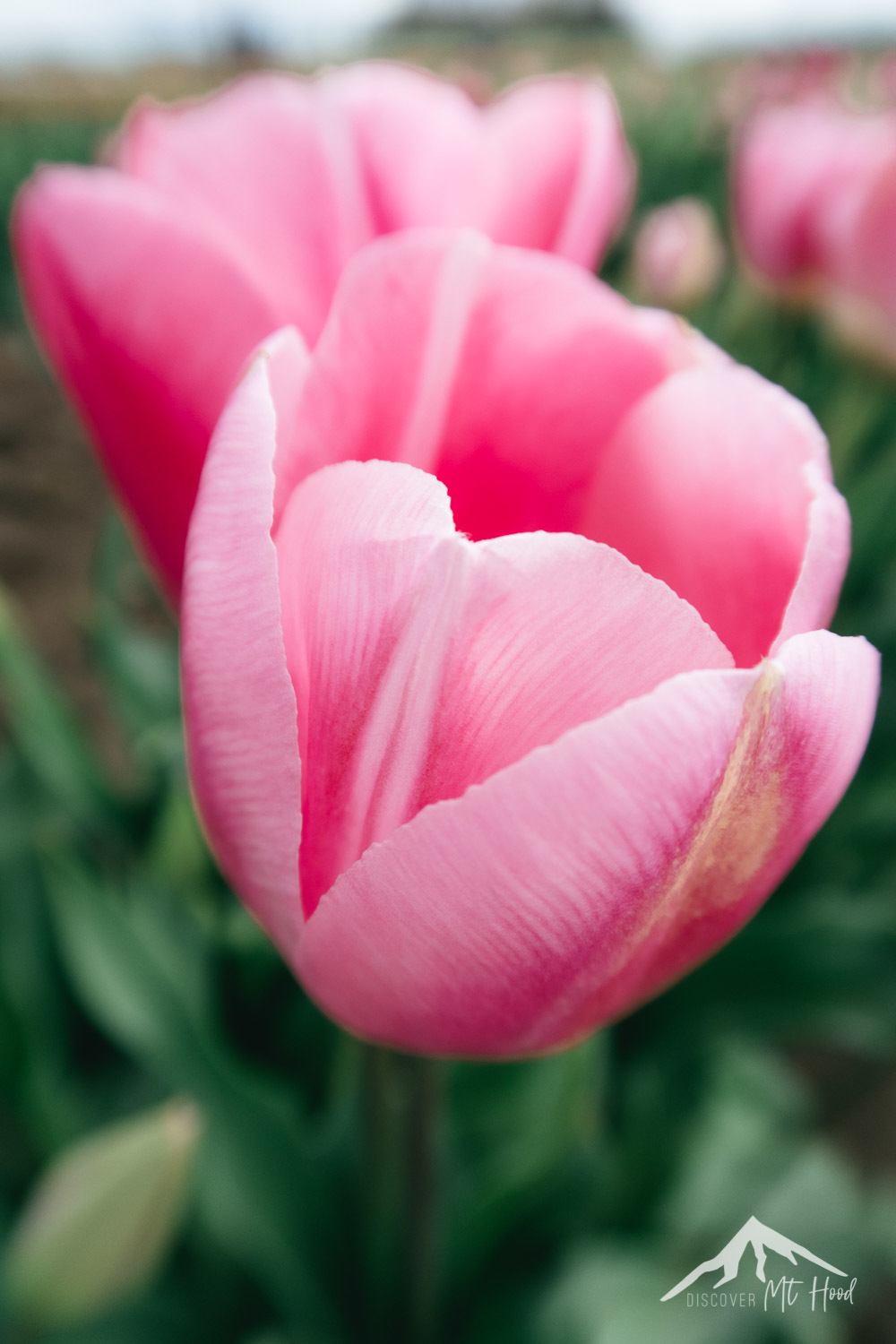 Close up photo of vibrant pink tulip