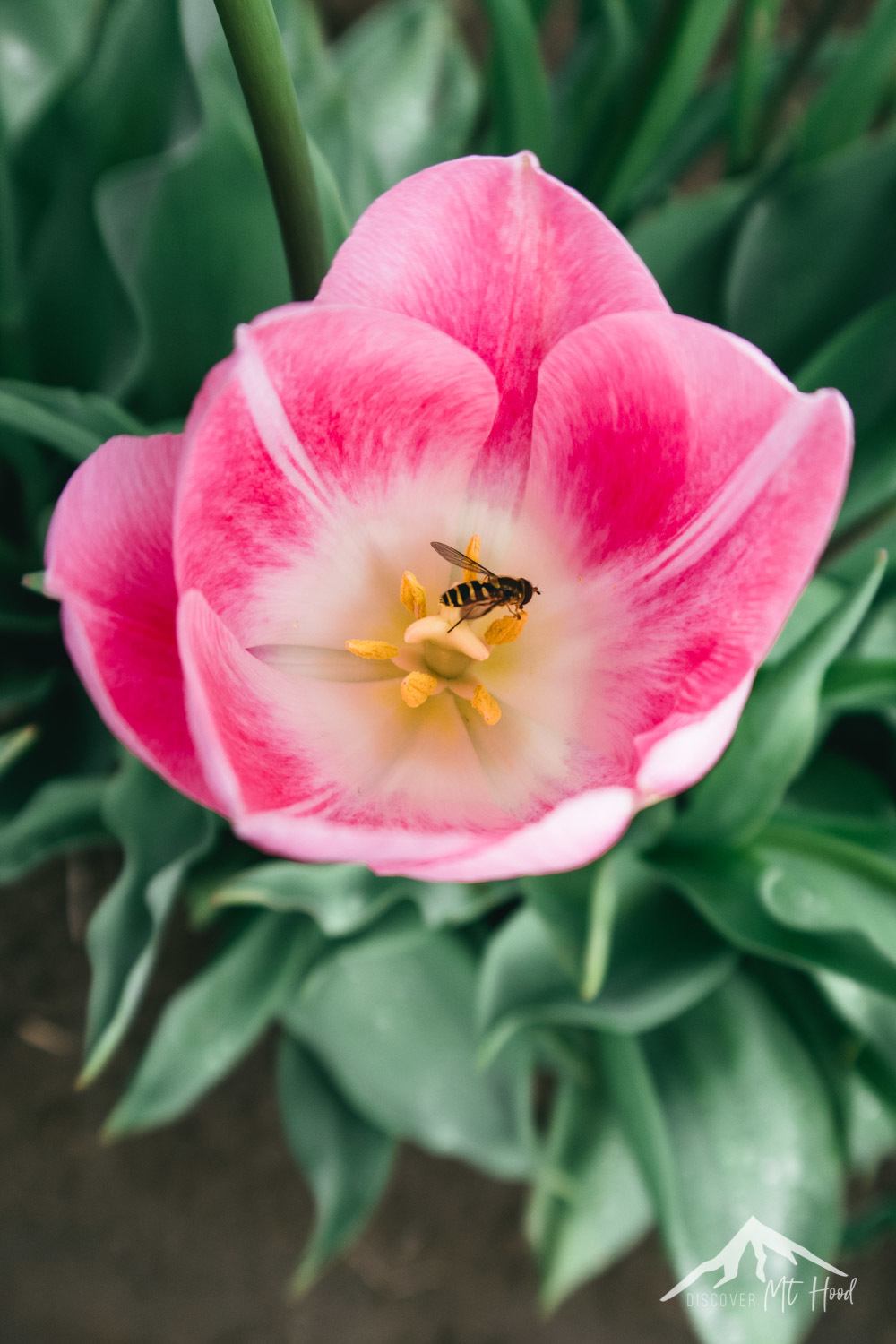 Close of image of pink tulip with a bee in the middle