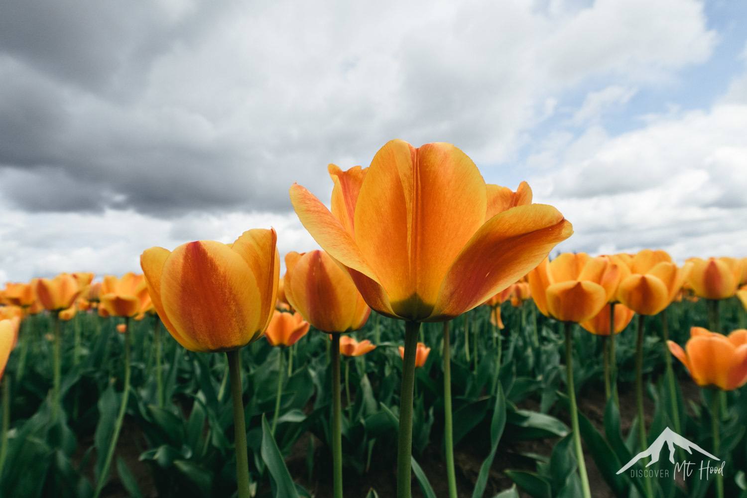Wooden Shoe Tulip Festival Discover Mt. Hood