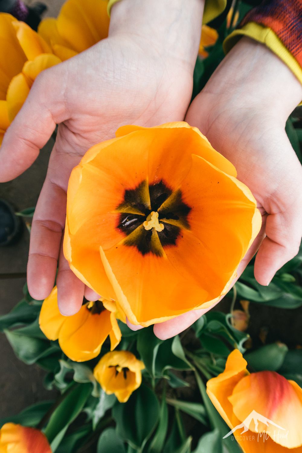 Girls hand holding an orange tulip