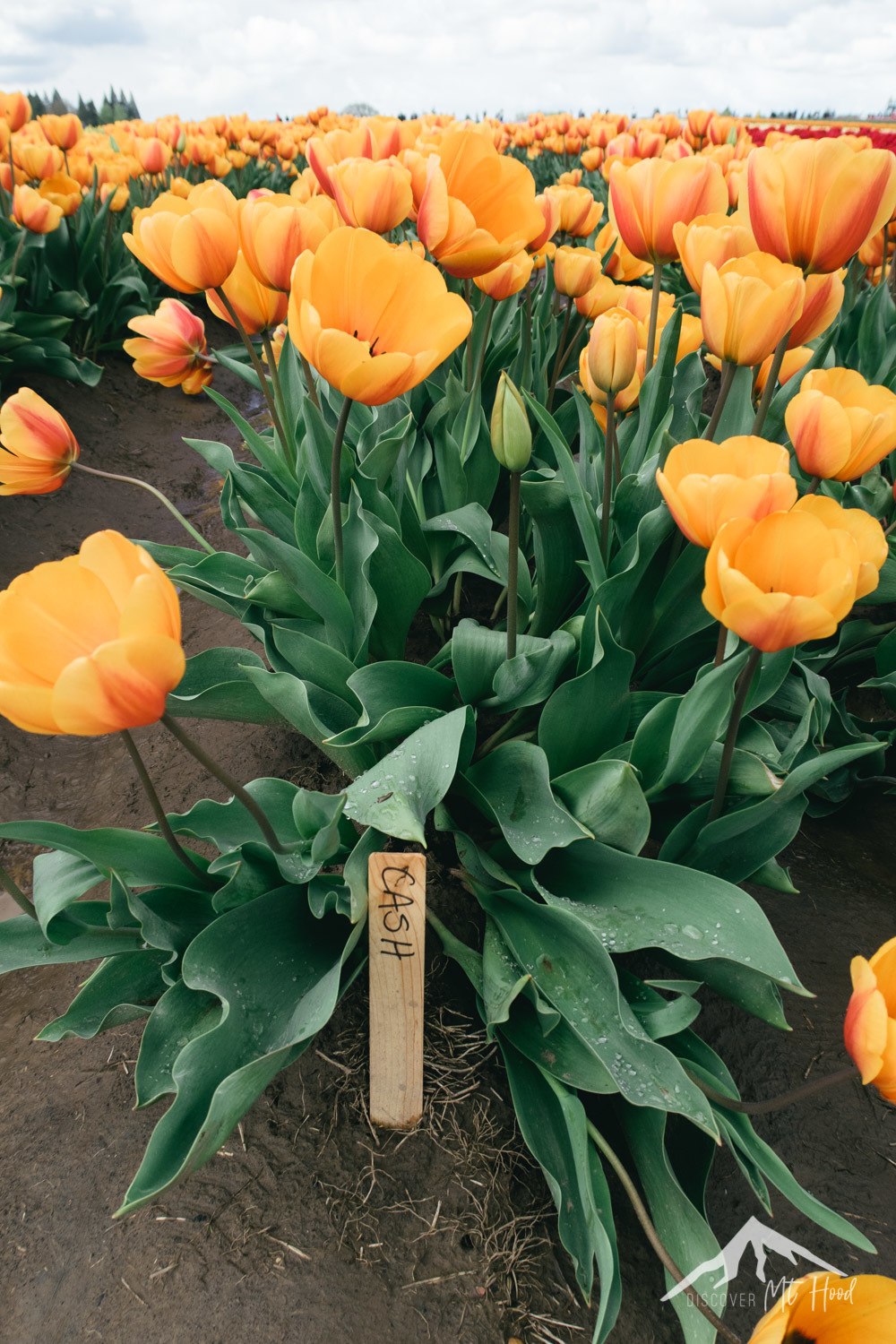 Orange tulips