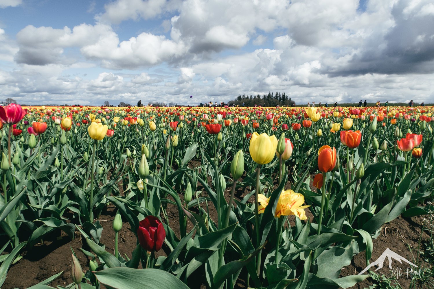 Several types of tulips in front of cloudy sky
