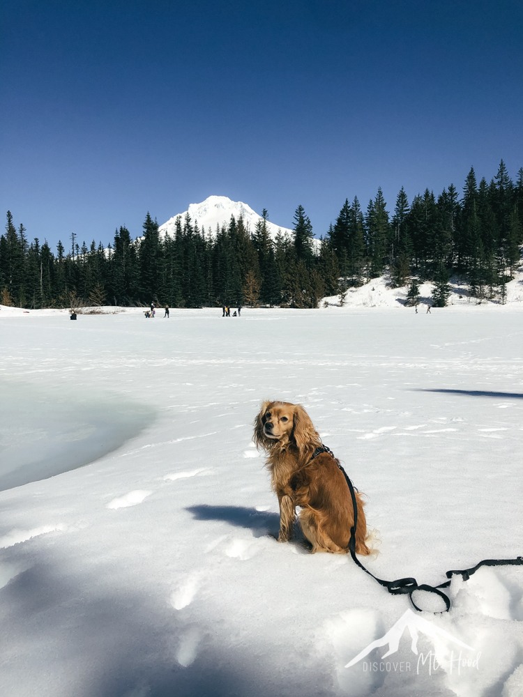 Small dog sitting in front of mirror lake